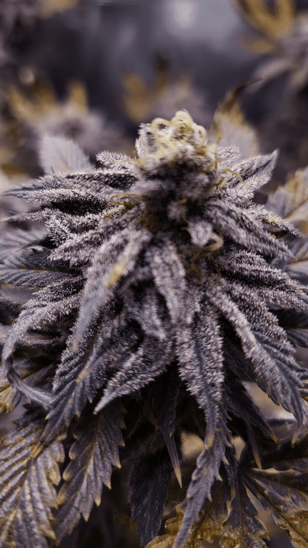 Image for Indica Dominant