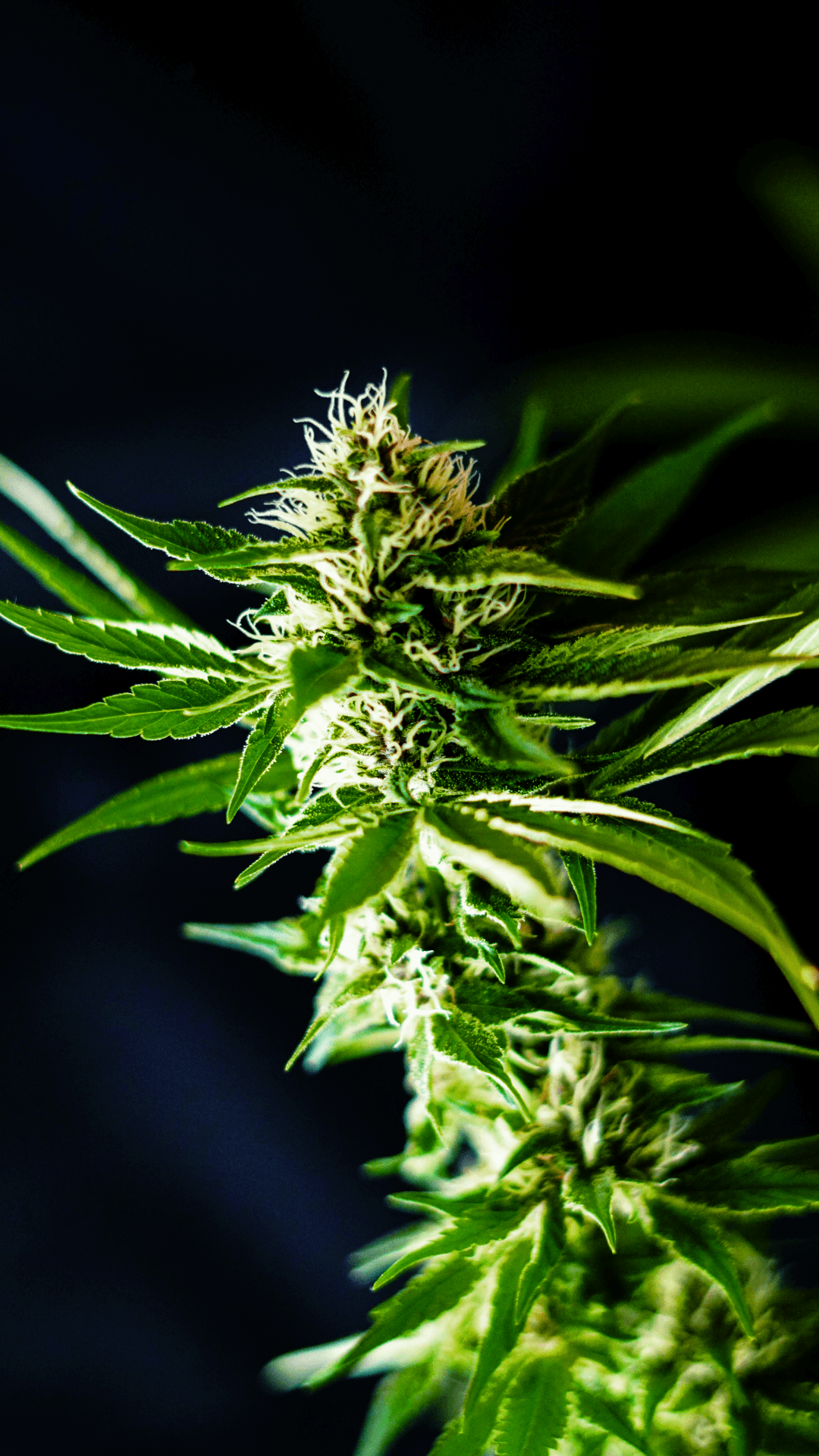 Image for Sativa Dominant